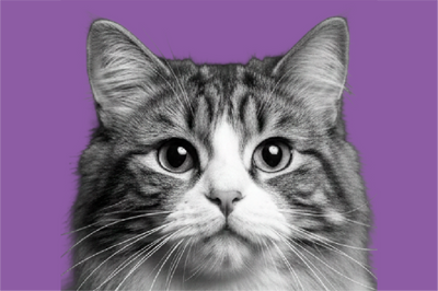 Gatti
