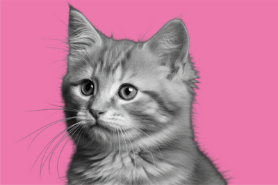 Gattini