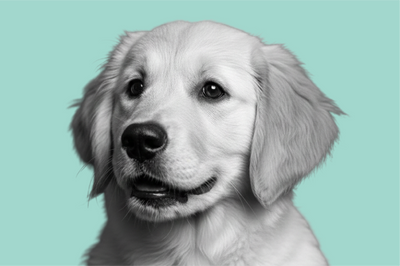 Cuccioli