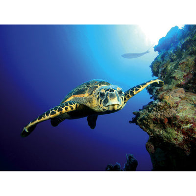 TETRA DECOART POSTER TURTLE E REEF (60X45)