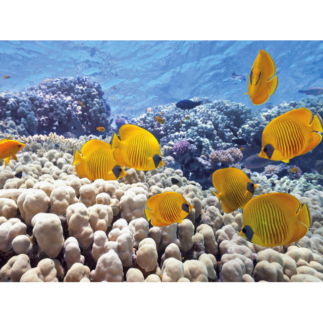 TETRA DECOART POSTER TURTLE E REEF (60X45)