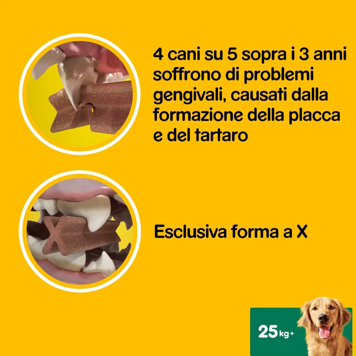DENTASTIX Multipack Large x21