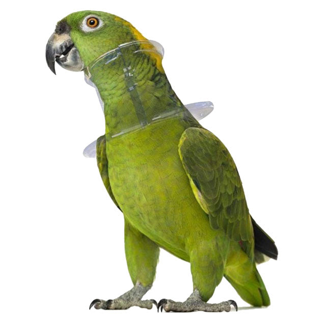 COLLARI ELISABETTA BIRD