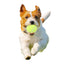 Set 3 palline da tennis per cani Animalin diametro 6,5 cm peso 57 g ciascuna