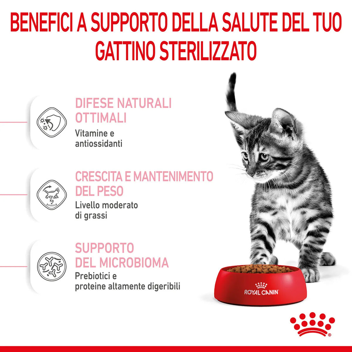 ROYAL CAT KITTEN STERILIZED 2 KG