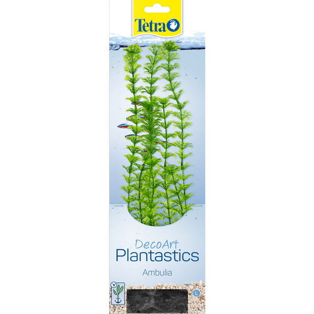 TETRA PIANTA DECORATIVA AMBULIA