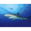 TETRA DECOART POSTER SHARK E CORAL (60X45)