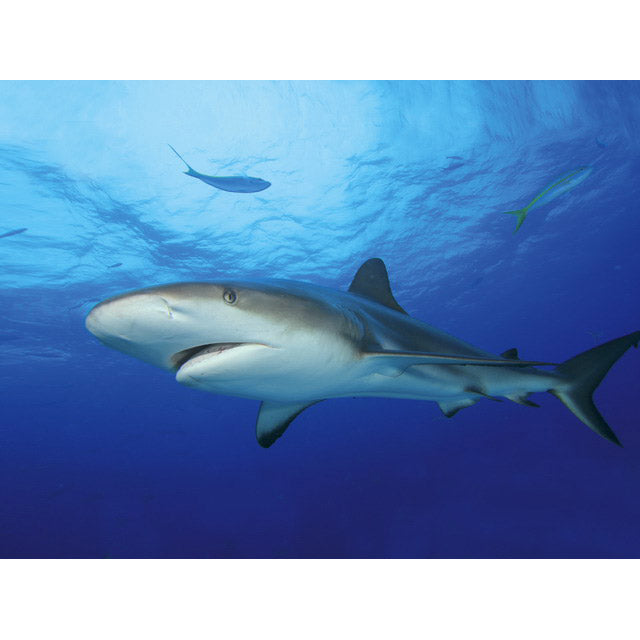 TETRA DECOART POSTER SHARK E CORAL (60X45)