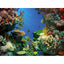 TETRA DECOART POSTER SHARK E CORAL (60X45)
