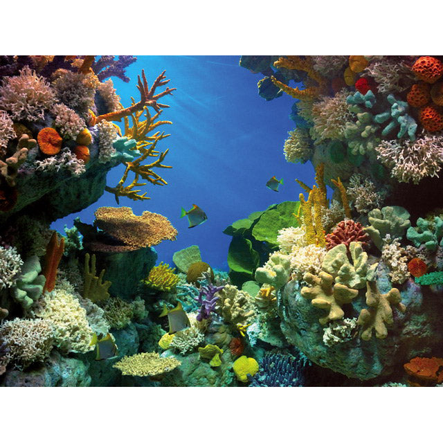 TETRA DECOART POSTER SHARK E CORAL (60X45)